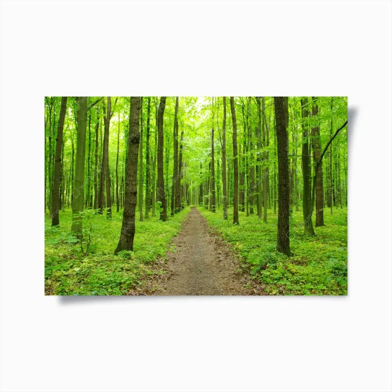 Poster ruhiger grüner waldweg