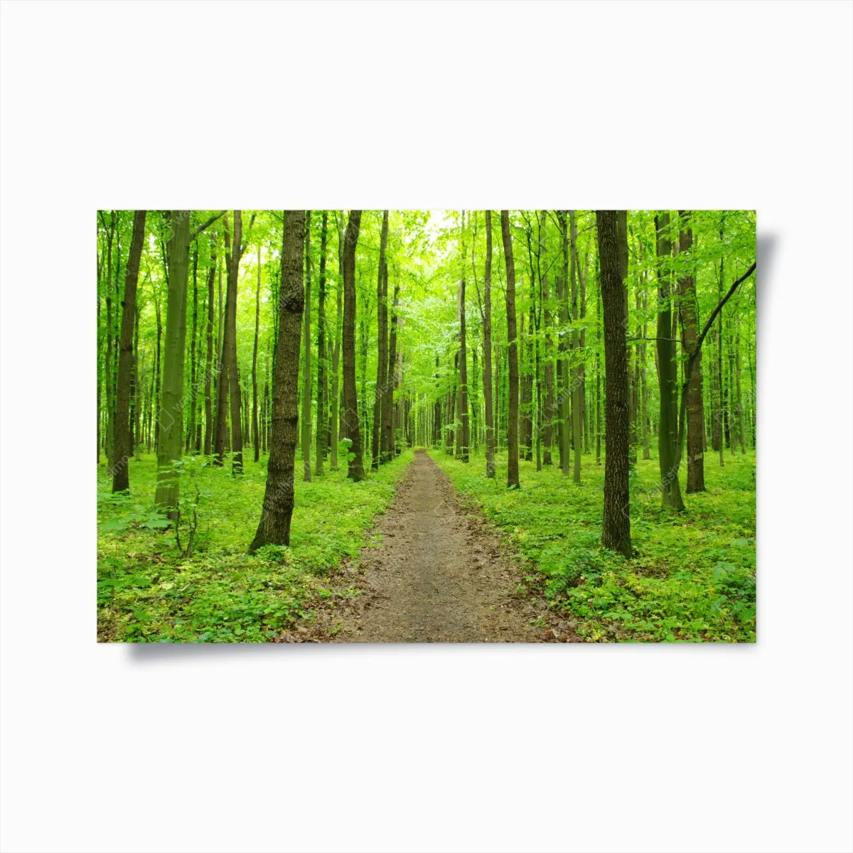 Poster ruhiger grüner waldweg – Pixers®