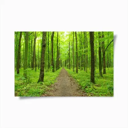 Poster ruhiger grüner waldweg – Pixers®