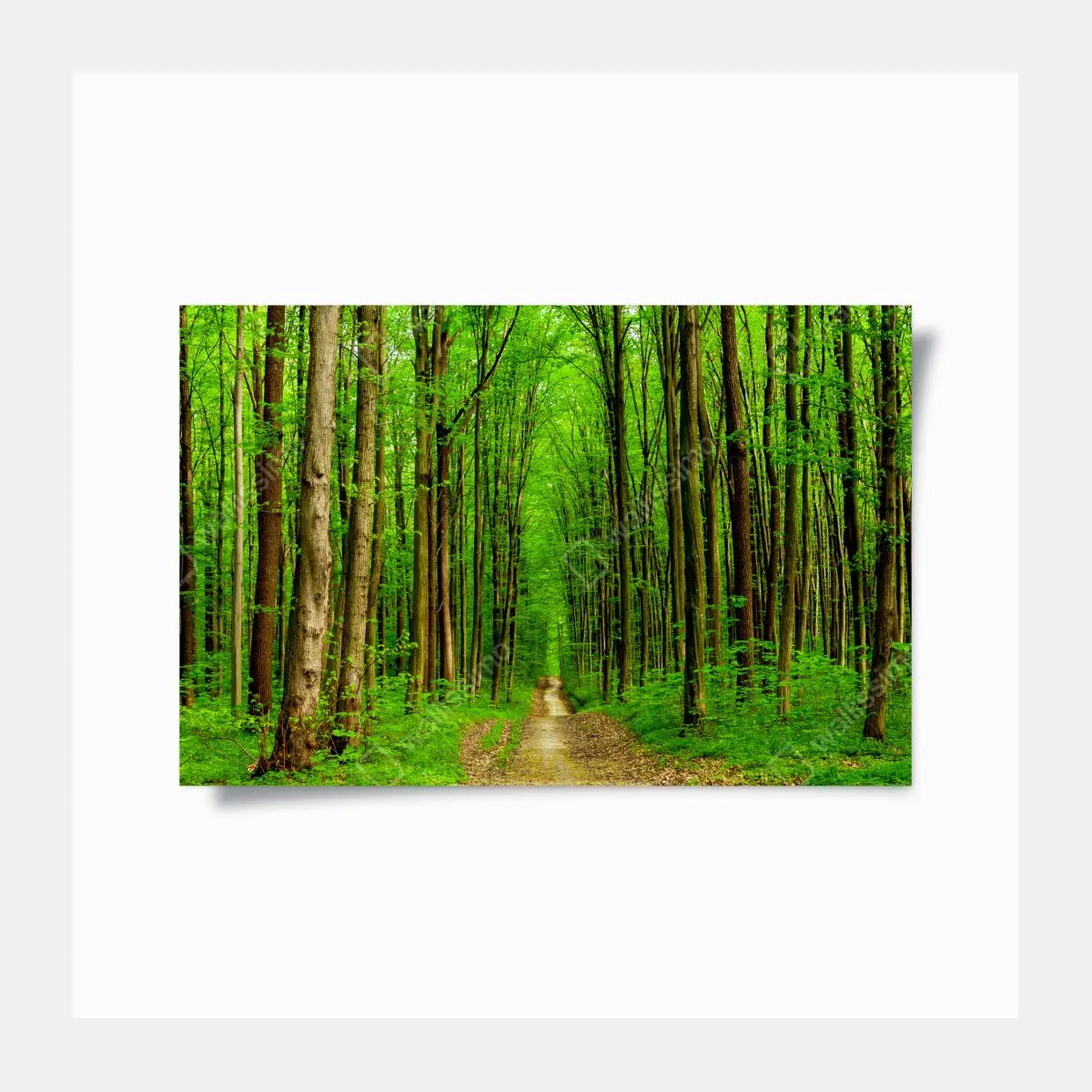 Poster grüner waldweg im frühling – Pixers®