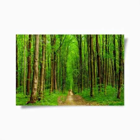 Poster grüner waldweg im frühling – Pixers®