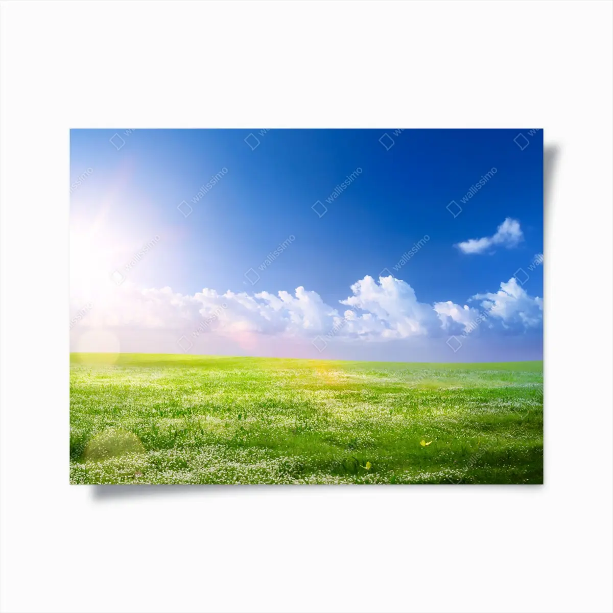 Poster sonnige frühlingswiese unter blauem himmel – Pixers®