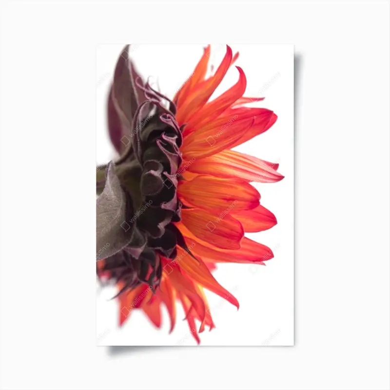 Poster intensive orange sonnenblume nahaufnahme