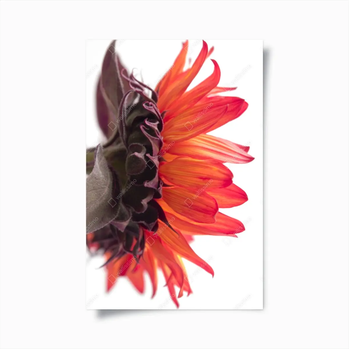 Poster intensive orange sonnenblume nahaufnahme – Pixers®