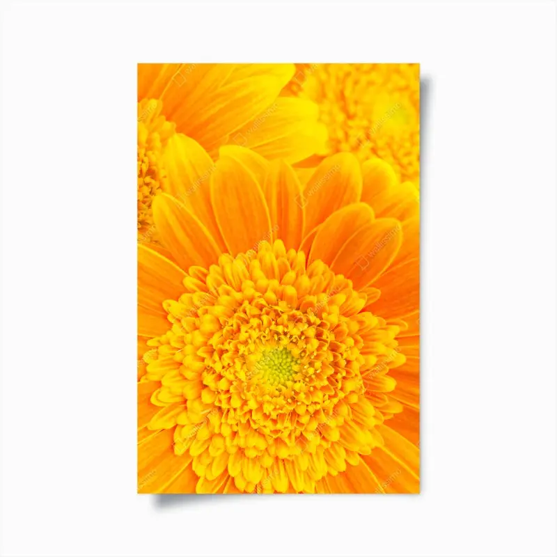 Poster intensive orange gerbera nahaufnahme