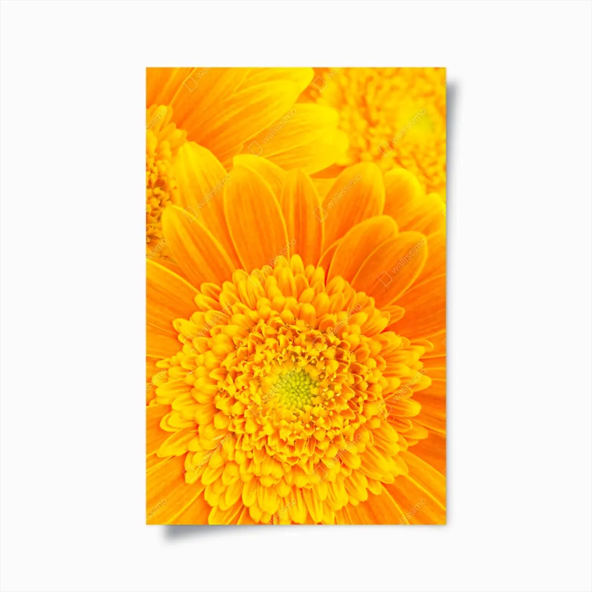 Poster intensive orange gerbera nahaufnahme – Pixers®