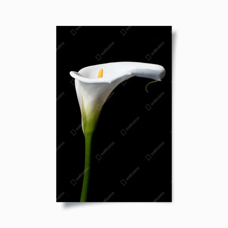 Poster elegante weiße calla auf schwarzem hintergrund