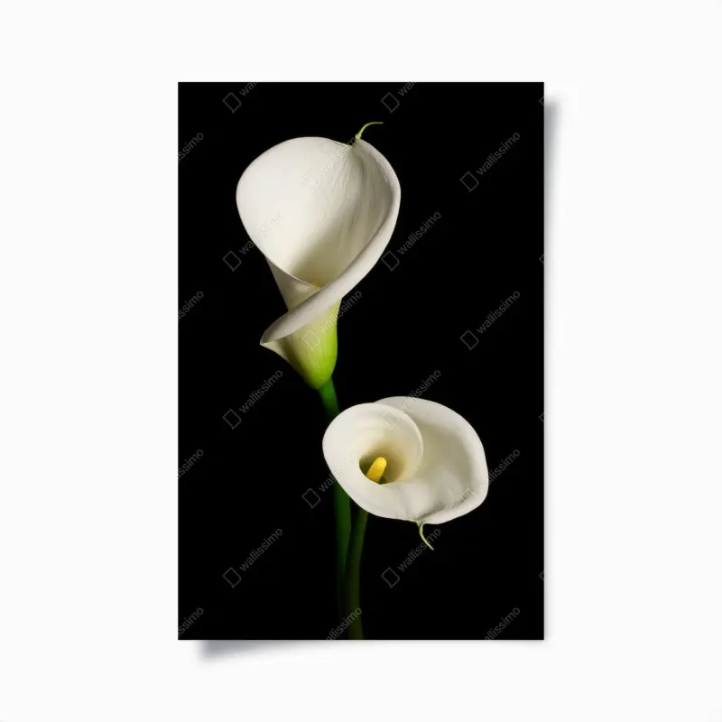 Poster weiße calla vor schwarzem hintergrund