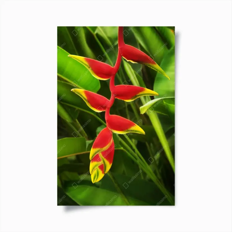 Poster leuchtende heliconia im tropischen laub