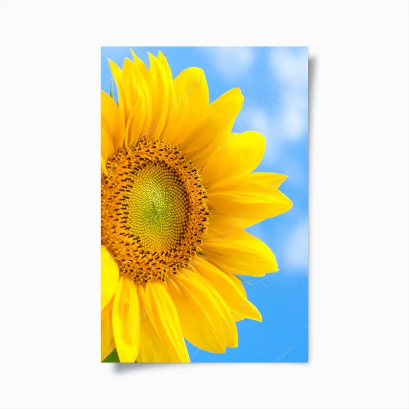 Poster leuchtende sonnenblume vor blauem himmel