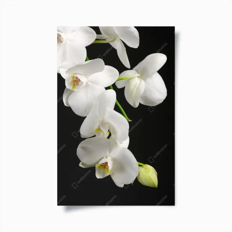 Poster weißer orchideenzweig vor schwarzem hintergrund