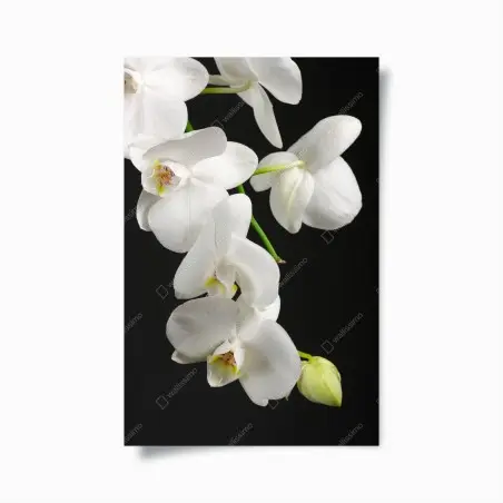 Poster weißer orchideenzweig vor schwarzem hintergrund – Pixers®