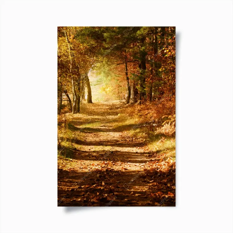 Poster herbstlicher waldweg mit goldenem licht