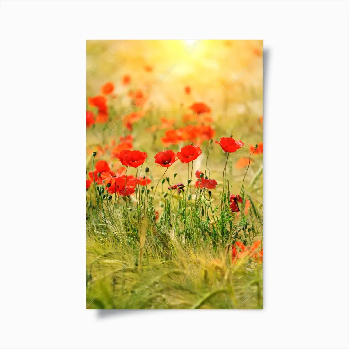 Poster rote mohnwiese im sonnenlicht – Pixers®