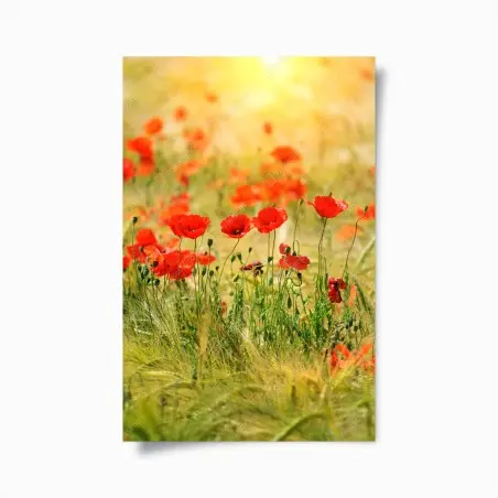 Poster rote mohnwiese im sonnenlicht – Pixers®