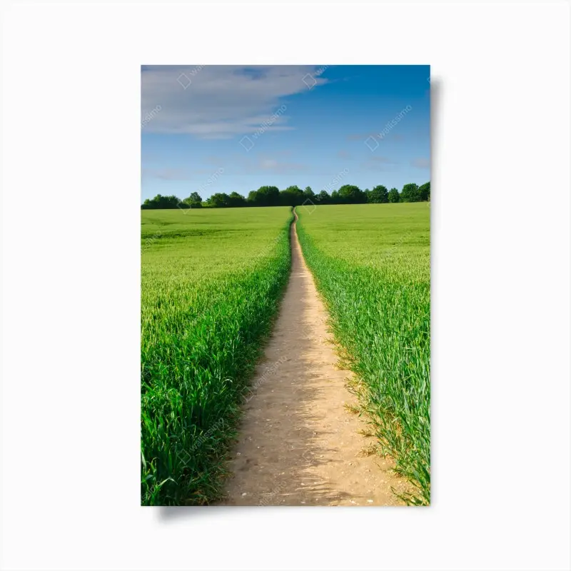 Poster sonnenbeschienener weg durch grüne wiese