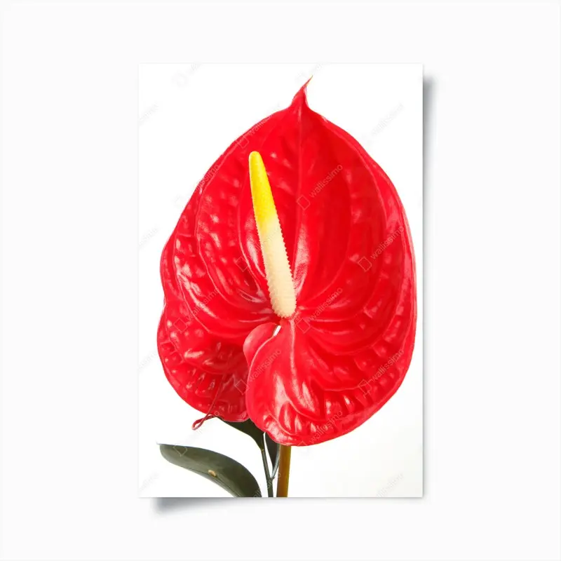 Poster leuchtendes rotes anthurium