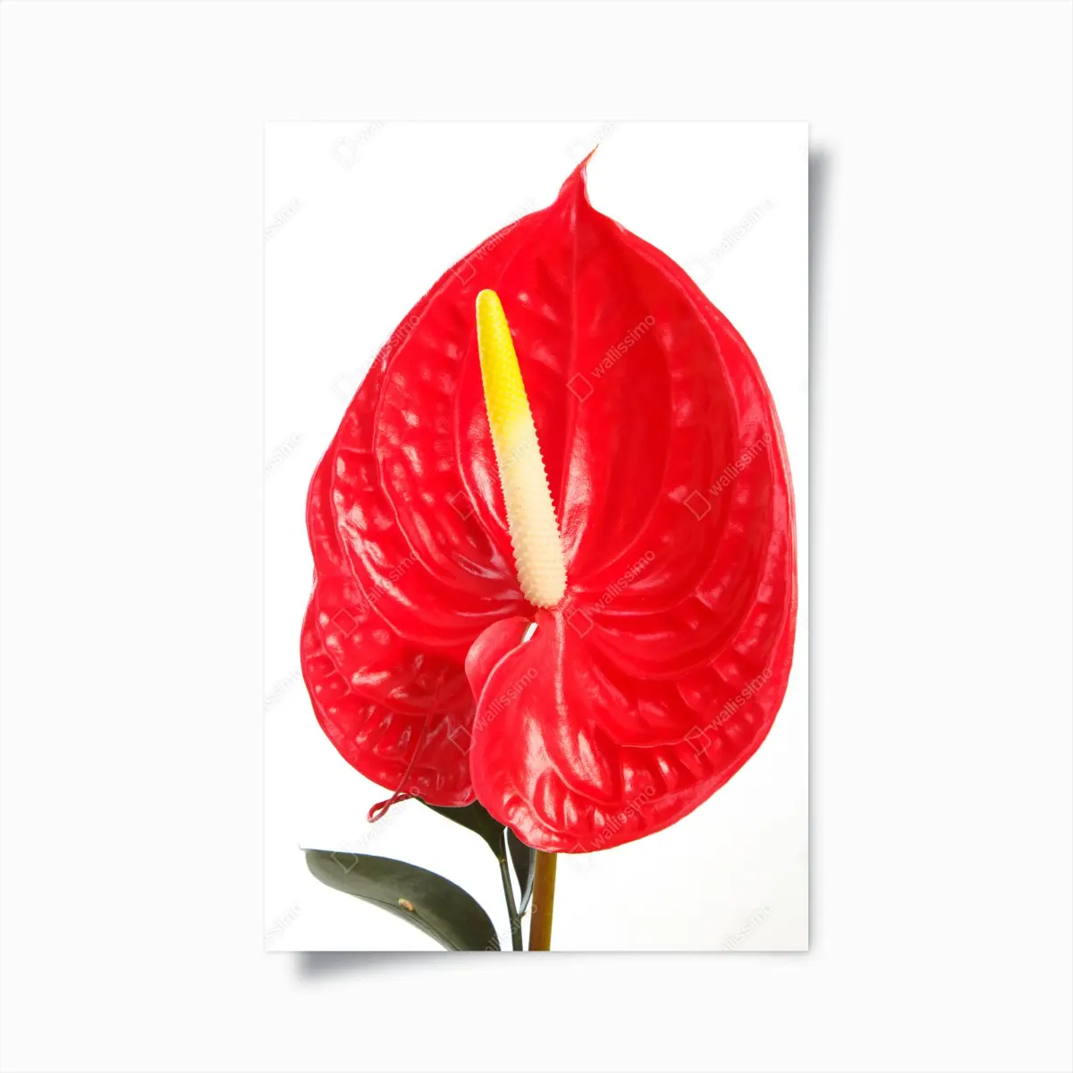 Poster leuchtendes rotes anthurium – Pixers®