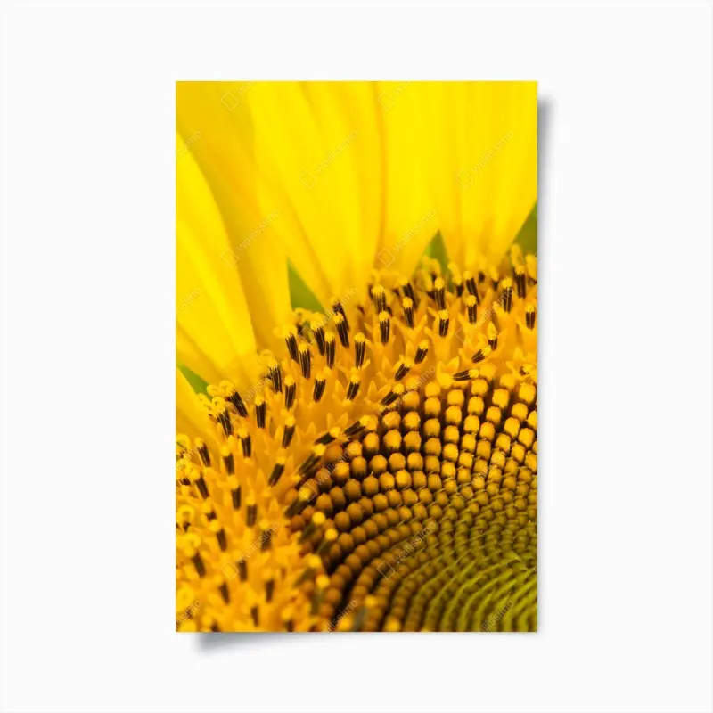 Poster goldene sonnenblume nahaufnahme