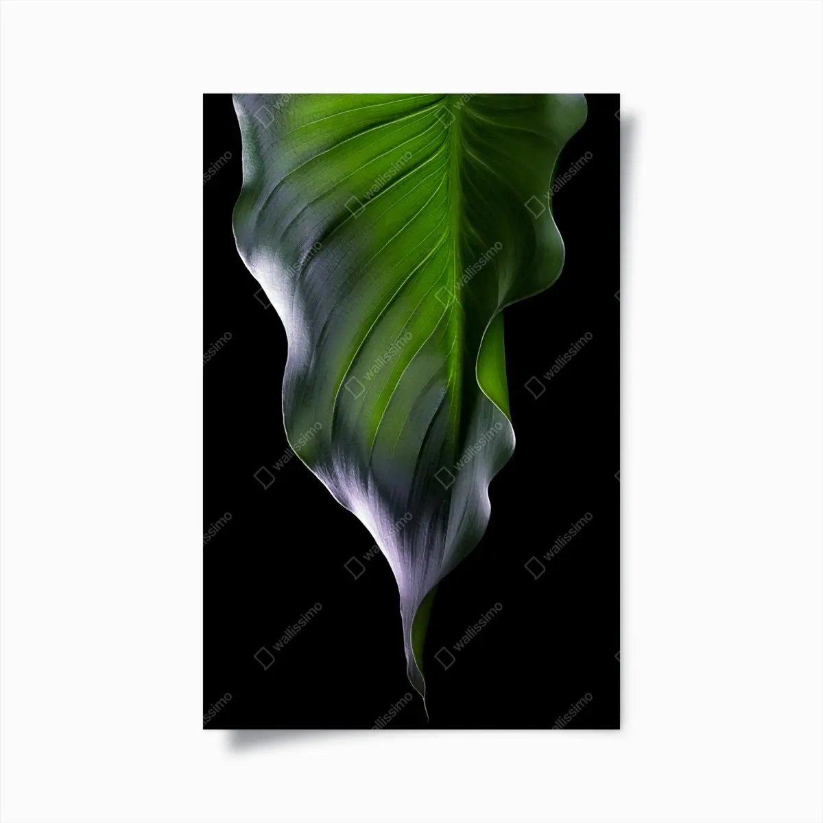 Poster elegantes grünes blatt auf schwarzem hintergrund – Pixers®