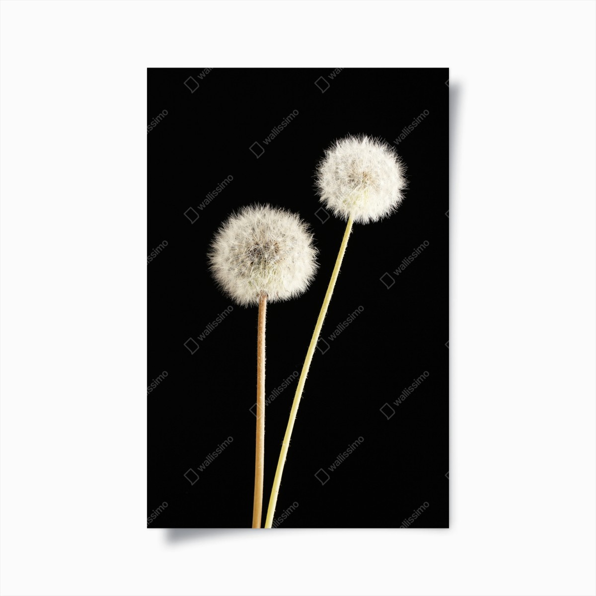 Poster zarte löwenzahnsamen auf schwarzem hintergrund – Pixers®