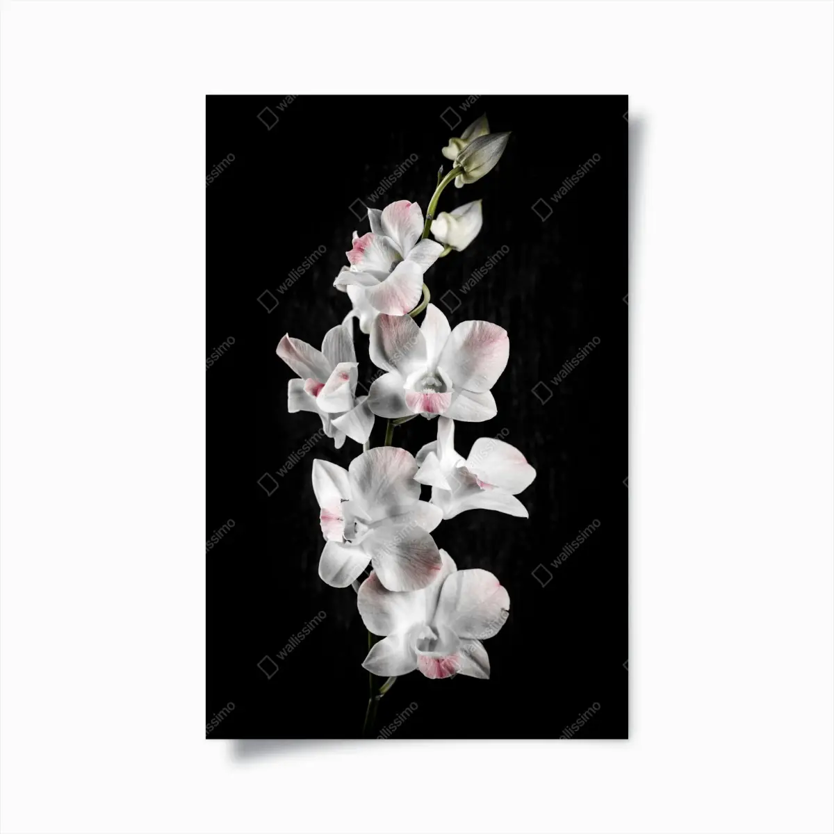 Poster weiße und rosa orchidee vor schwarzem hintergrund – Pixers®