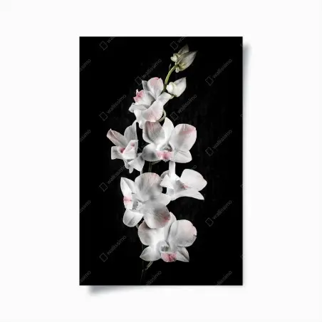 Poster weiße und rosa orchidee vor schwarzem hintergrund – Pixers®