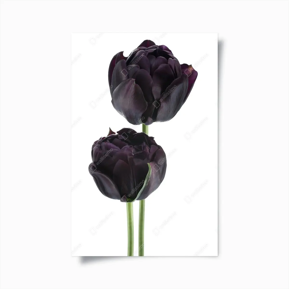 Poster dunkle violette tulpen auf weißem hintergrund – Pixers®