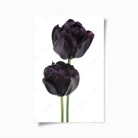 Poster dunkle violette tulpen auf weißem hintergrund – Pixers®