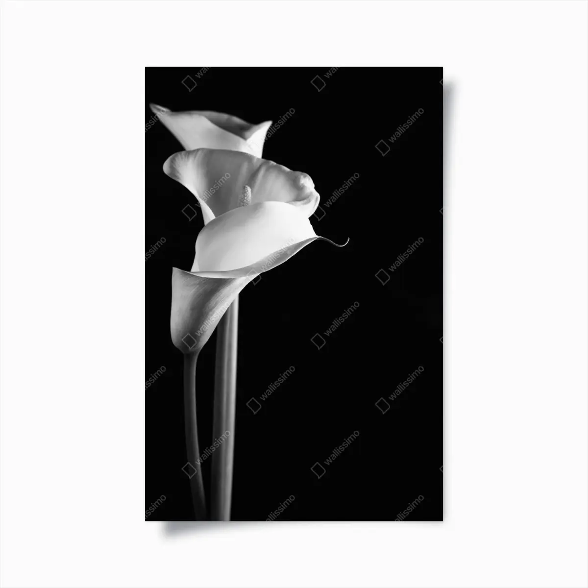 Poster elegante calla in monochrom – Pixers®