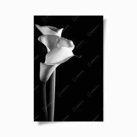 Poster elegante calla in monochrom – Pixers®