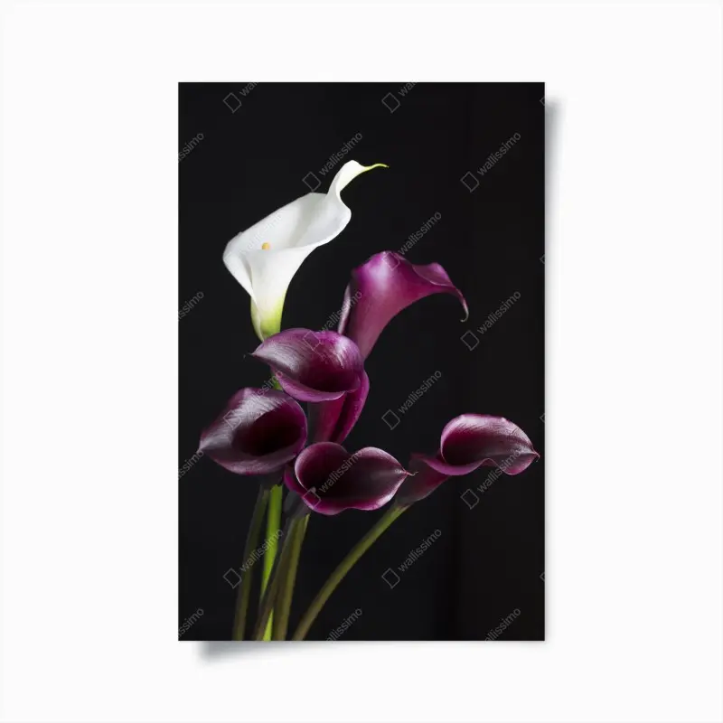 Poster elegante violette und weiße callas