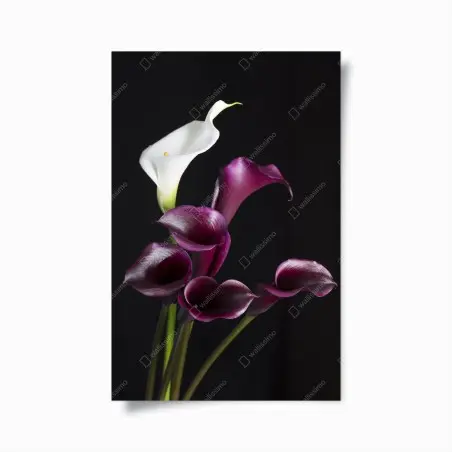 Poster elegante violette und weiße callas – Pixers®