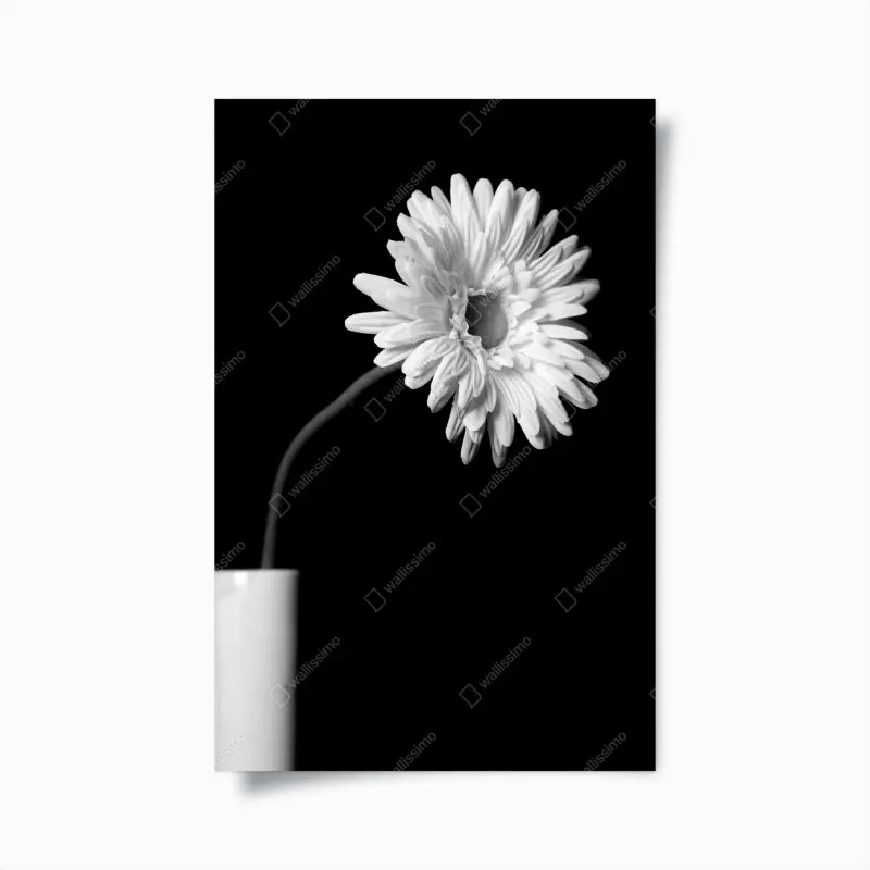 Poster weiße gerbera vor schwarzem hintergrund