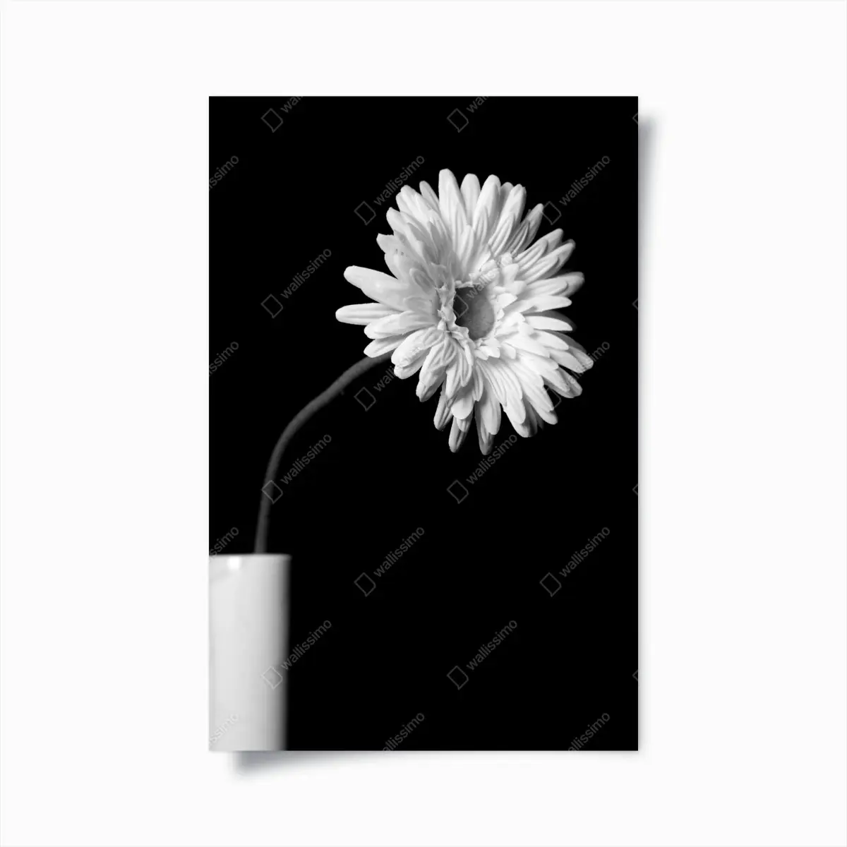 Poster weiße gerbera vor schwarzem hintergrund – Pixers®