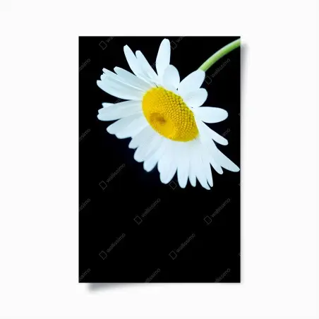 Poster weißes gänseblümchen nahaufnahme vor schwarzem hintergrund – Pixers®