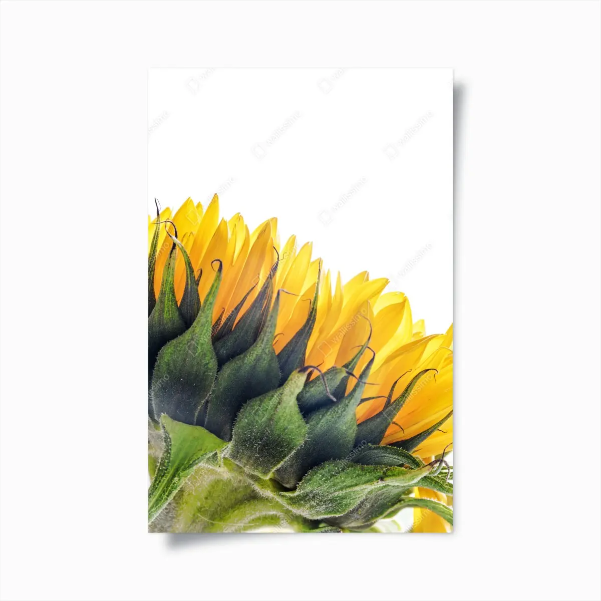 Poster sonnenblume in der ecke auf weißem hintergrund – Pixers®