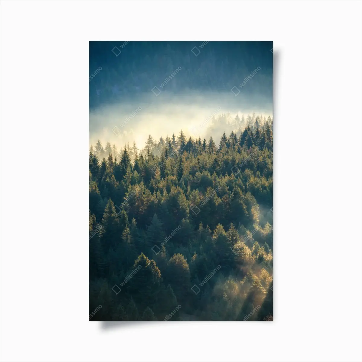 Poster nebliger kiefernwald im morgenlicht – Pixers®