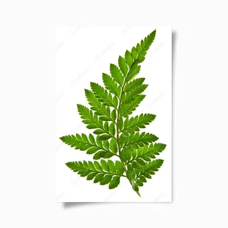 Poster grünes farnblatt auf weißem hintergrund – Pixers®