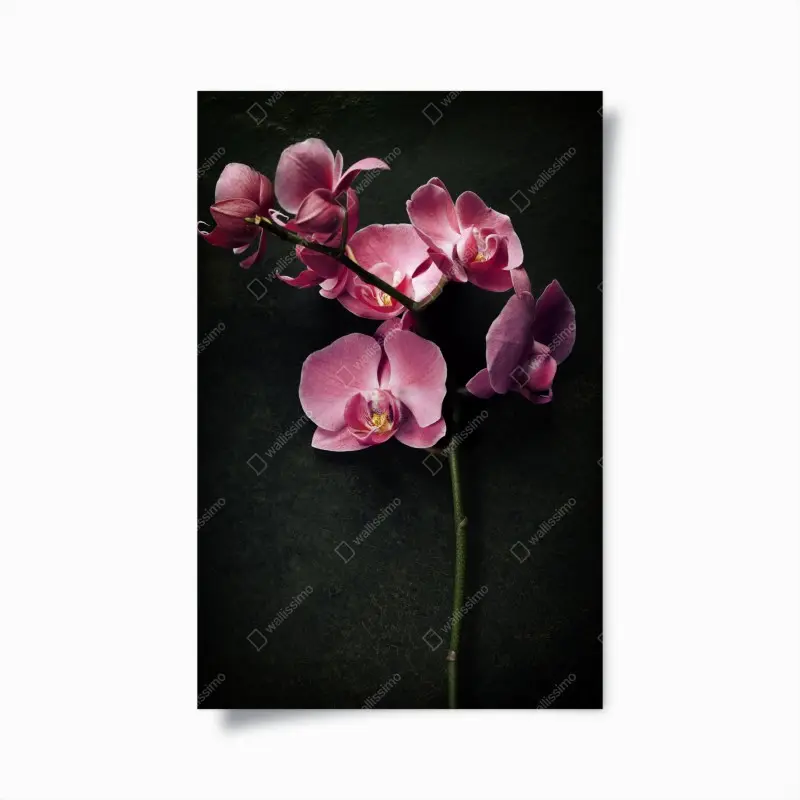Poster rosa orchidee vor dunklem vintage-hintergrund