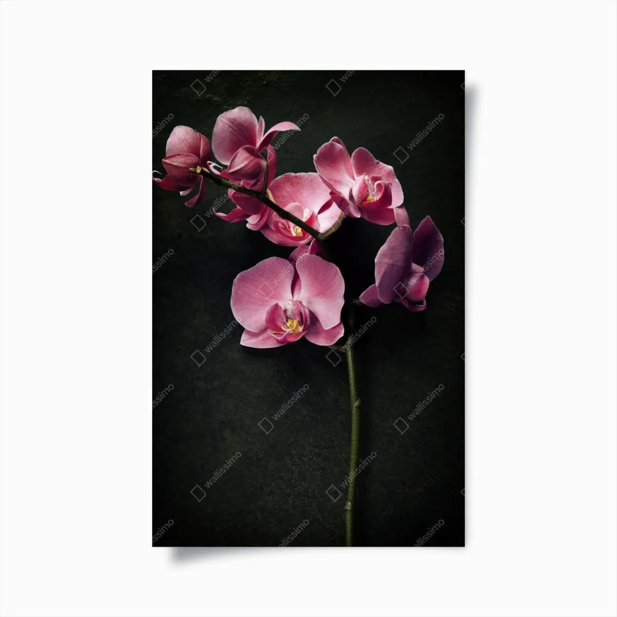 Poster rosa orchidee vor dunklem vintage-hintergrund – Pixers®