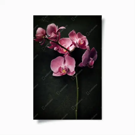 Poster rosa orchidee vor dunklem vintage-hintergrund – Pixers®