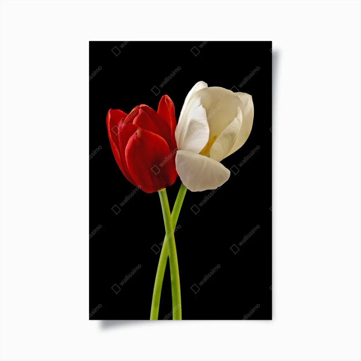 Poster rote und weiße tulpen auf schwarzem hintergrund – Pixers®