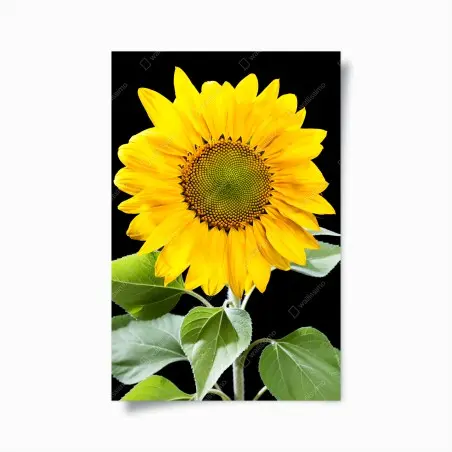Poster leuchtende sonnenblume vor schwarzem hintergrund – Pixers®