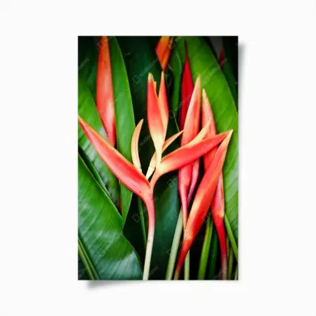 Poster leuchtende tropische heliconia-blüten – Pixers®