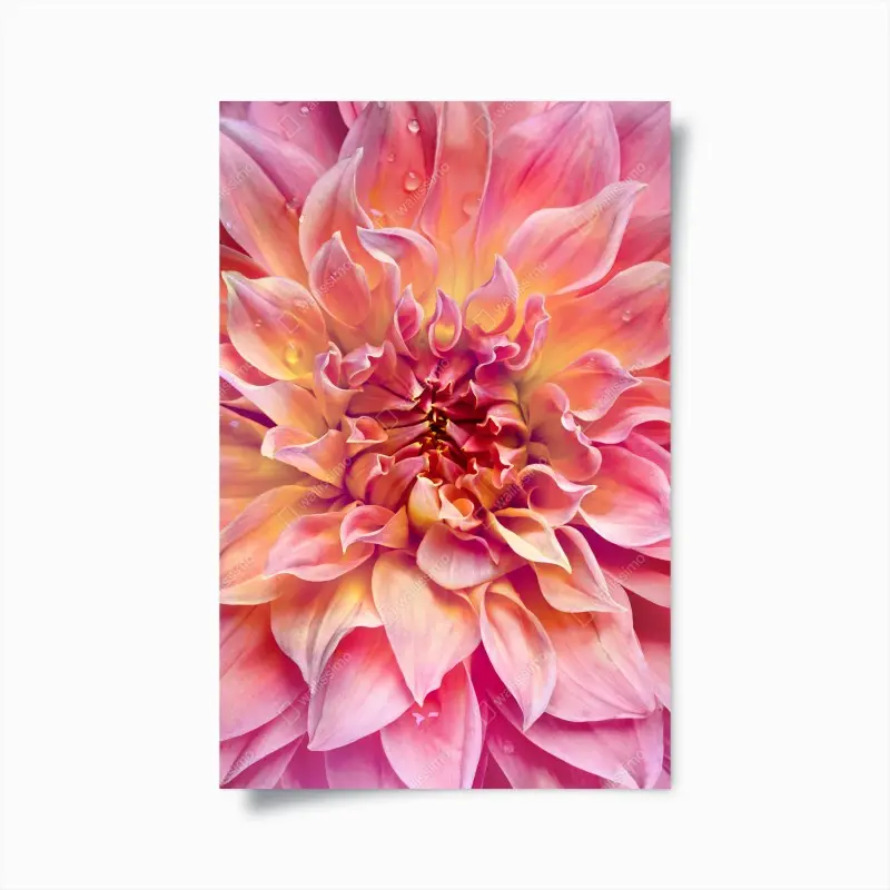 Poster rosa dahlie nahaufnahme