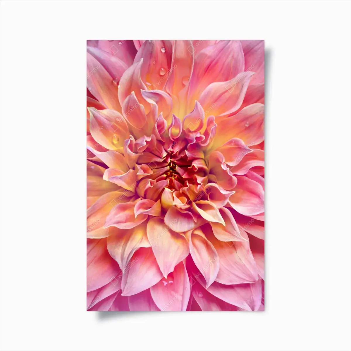 Poster rosa dahlie nahaufnahme – Pixers®