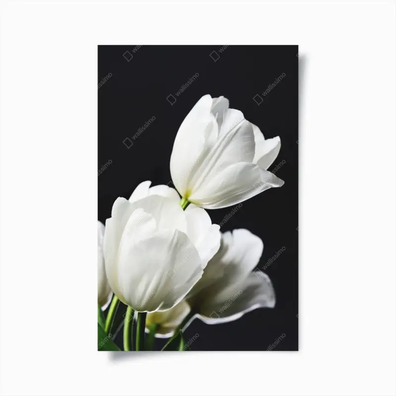 Poster weißer tulpenstrauß vor dunklem hintergrund