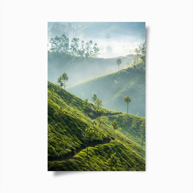 Poster neblige teeplantagen auf den hügeln von Munnar