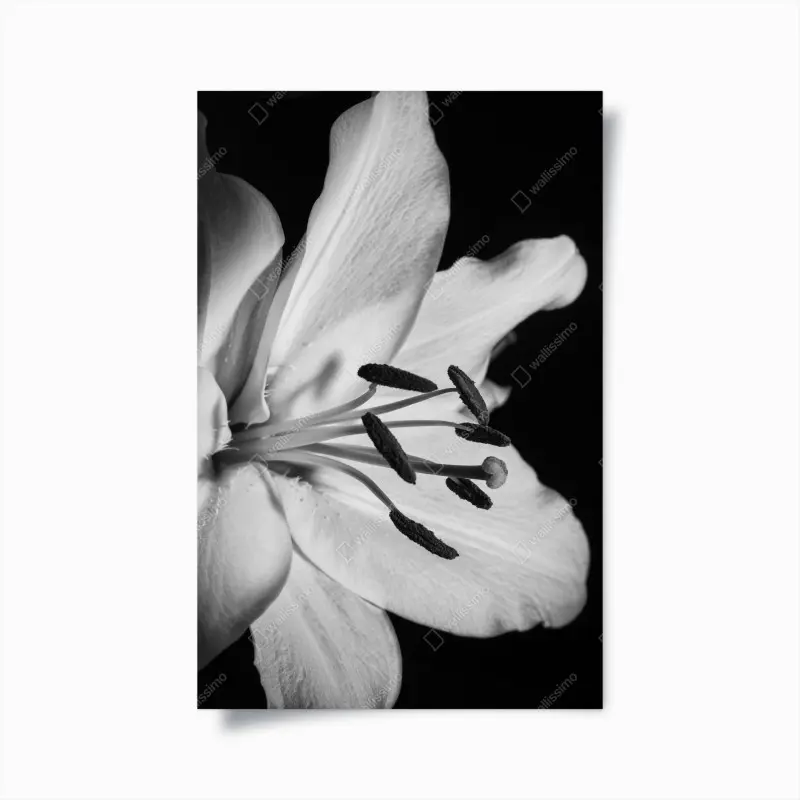 Poster monochrome lilie nahaufnahme
